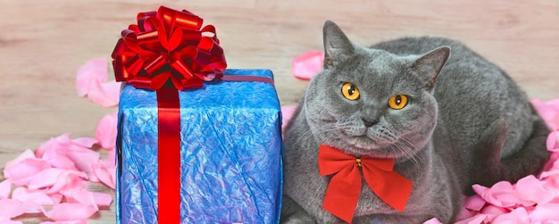 Un chat assis sur des pétales de rose près d'un cadeau bleu avec un ruban rouge avec un grand arc