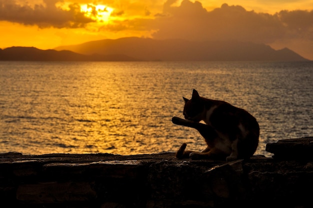 Photo un chat assis sur la plage contre le ciel au coucher du soleil