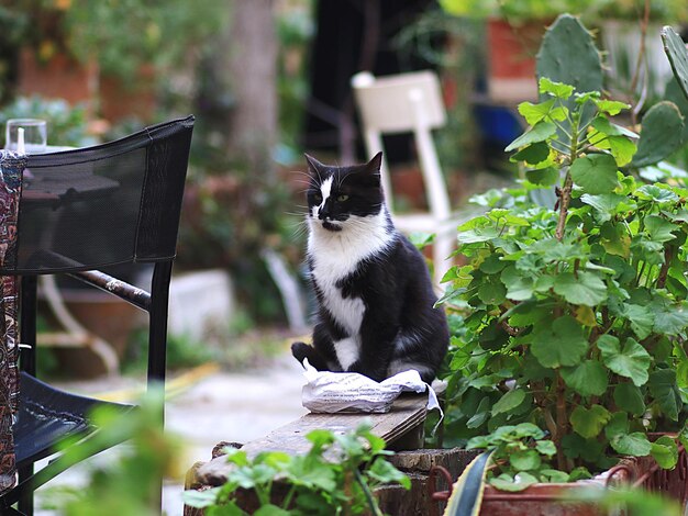 Photo un chat assis sur une plante