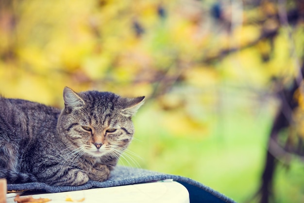 Chat assis en plein air contre les feuilles d'automne colorées