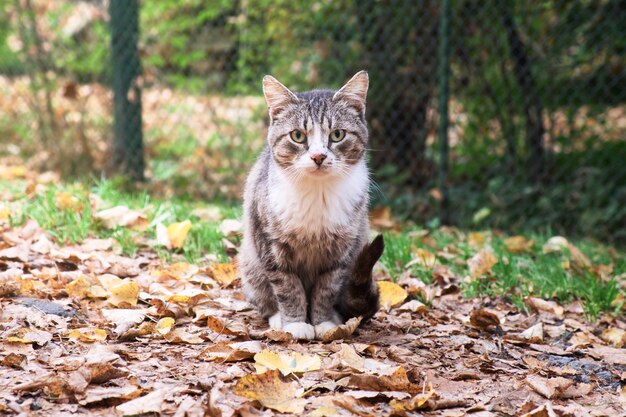 Chat assis en plein air sur les feuilles dans le parc en automne. Le portrait de chat regardant à huis clos.