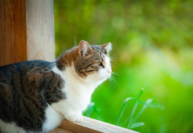 Chat assis sur un porche en bois