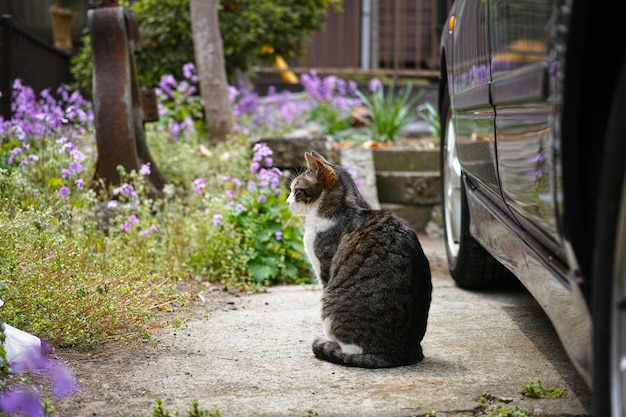 Un chat assis près des plantes