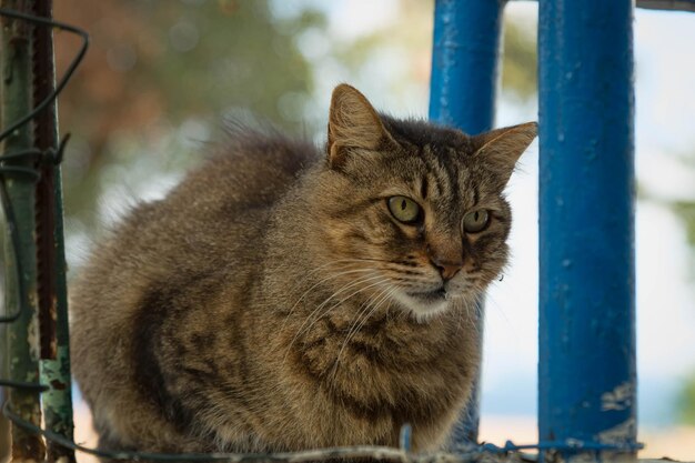 Photo un chat assis près des poteaux