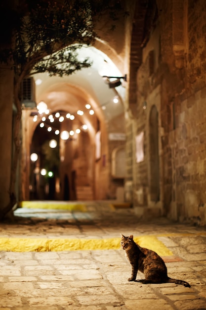 Chat assis sur la route. Vieille ville, rue Jaffa dans la soirée.