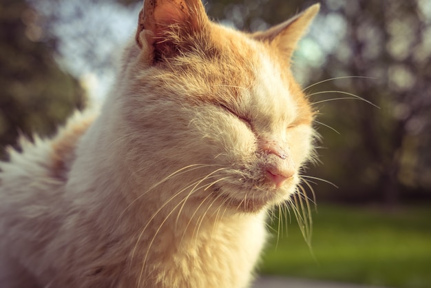 Chat assis sur un sentier pédestre