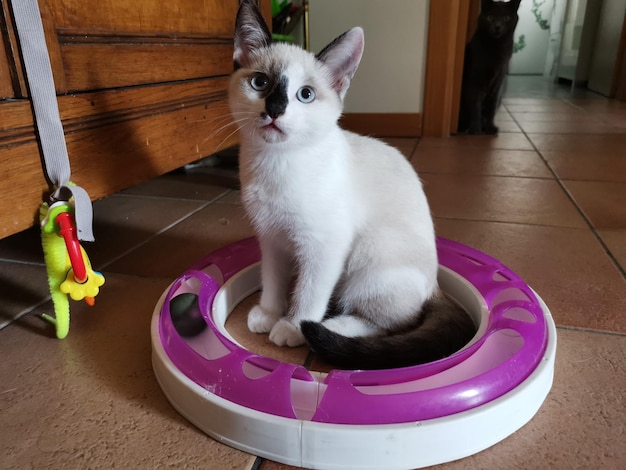 Photo un chat assis sur le sol à la maison