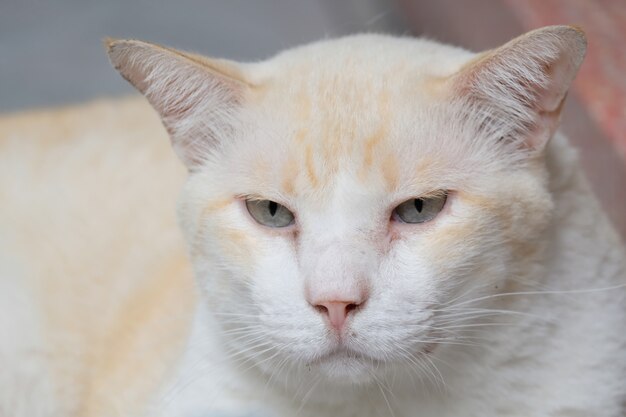 Chat assis sur le sol en plein air.