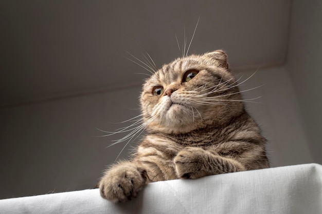 Chat assis sur une table, les jambes pendantes comme s'il se tenait sur le podium et agit