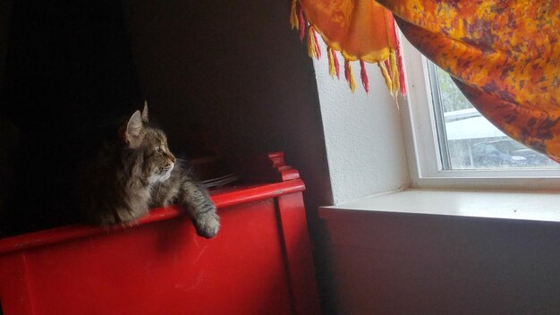 Photo le chat assis sur la table et regardant par la fenêtre à la maison