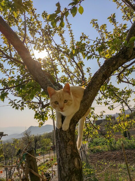 Un chat assis sur le tronc d'un arbre