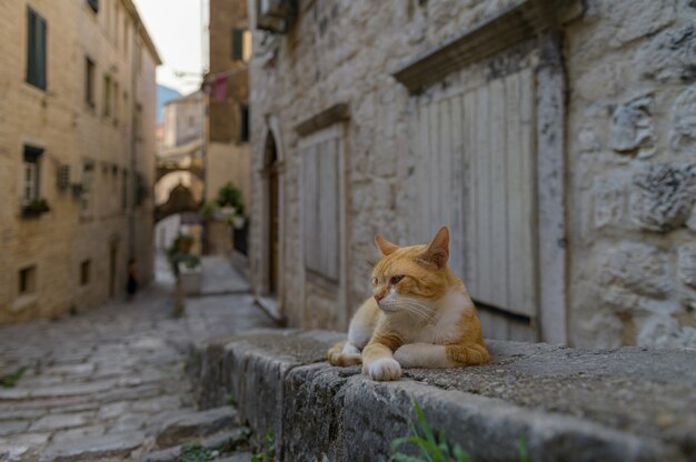 Un chat assis sur le trottoir dans la vieille ville de Kotor Monténégro