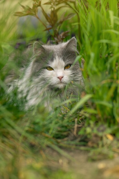 Chat attrayant se détendre à l'extérieur dans le jardin.