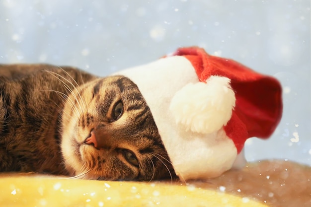 Chat au chapeau de Noël rouge.