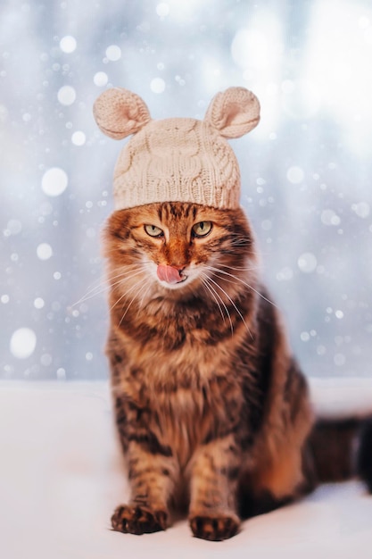 Chat au chapeau de souris en hiver