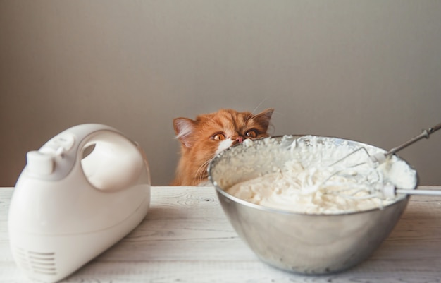 Chat au gingembre affamé près du bol avec de la crème