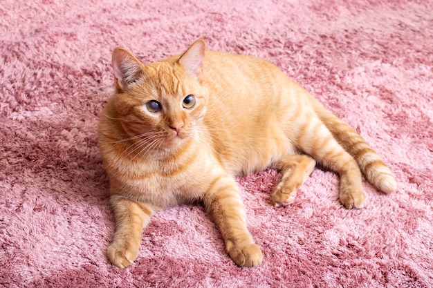 Le chat au gingembre sur le tapis à la maison portrait en gros plan