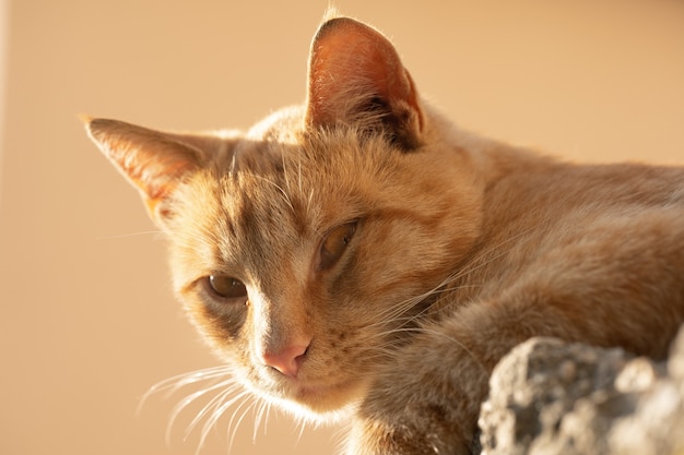 Chat au soleil