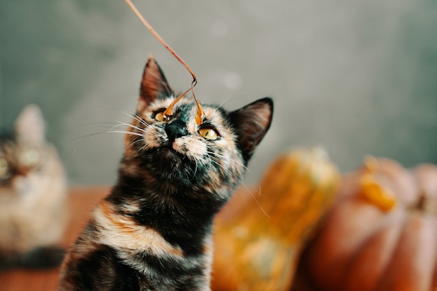 Le chat aux couleurs vives joue avec une brindille sèche. Un gros chat et deux citrouilles mûres en arrière-plan.