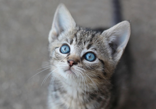 Un chat aux yeux bleus regarde la caméra.