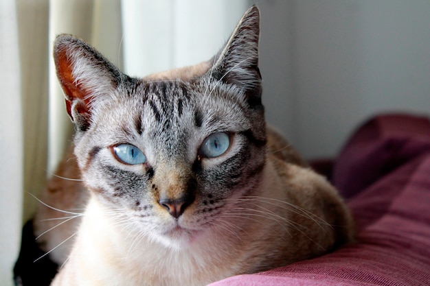 Chat aux yeux bleus