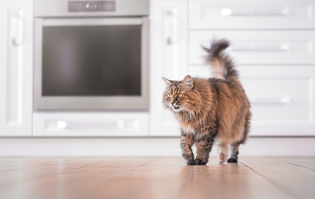 Un chat aux yeux jaunes sur fond de cuisine.