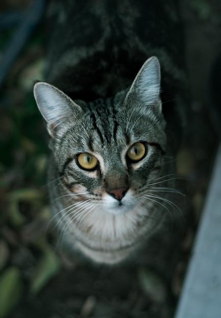 Chat aux yeux jaunes regardant