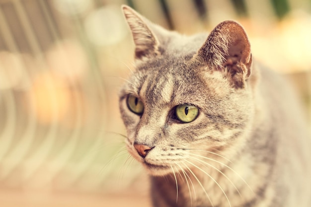 Chat aux yeux verts dans une vue rapprochée