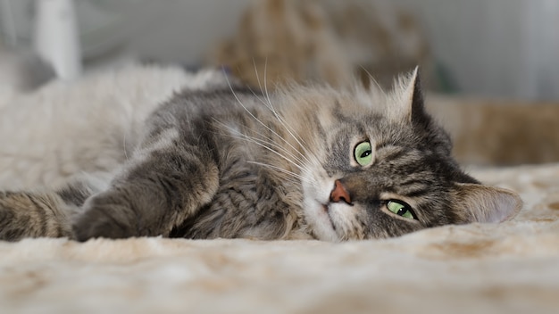 Chat aux yeux verts gris poilu allongé sur un canapé à l'intérieur. Chat velu fatigué de race sibérienne au repos, regardant la caméra