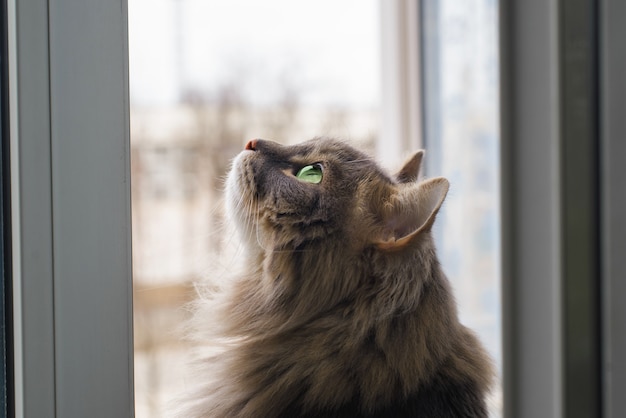 Chat aux yeux verts recherchant à l'intérieur