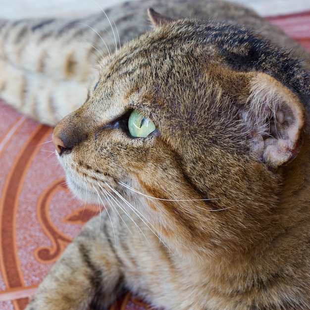 Chat aux yeux verts à la recherche.