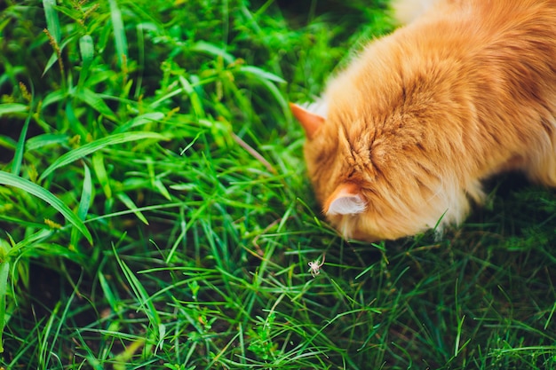 Chat aux yeux verts rouges reposant sur l'herbe verte.