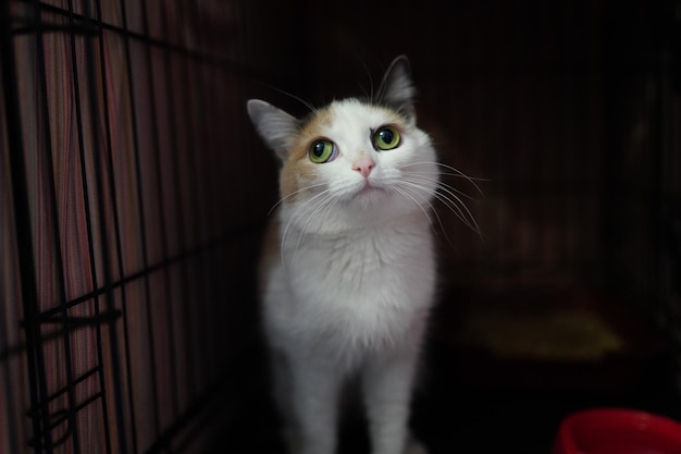 Un chat aux yeux verts se tient dans une cage.