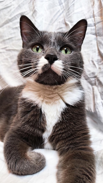 Un chat aux yeux verts et une tache blanche sur la poitrine