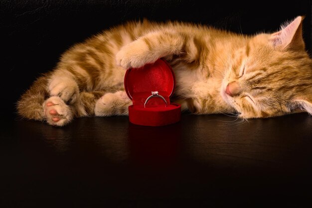 Photo un chat et une bague en diamant