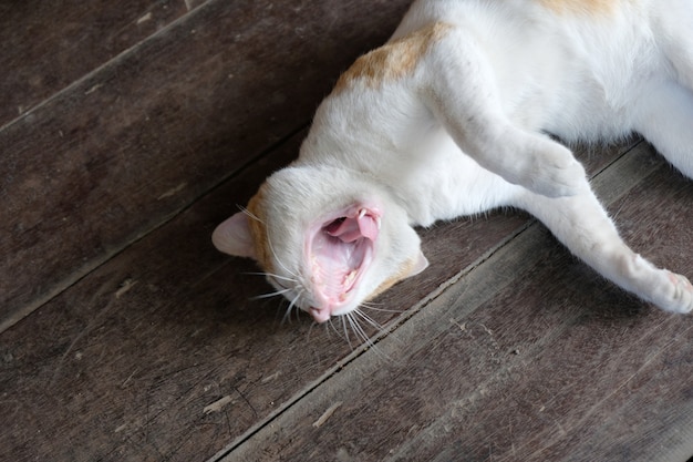 Chat bâillant sur fond de bois