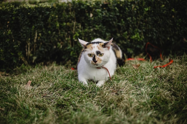 Un chat avec un bâton dans la gueule