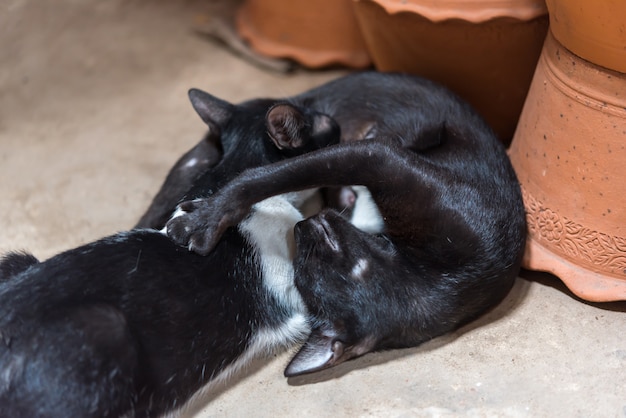 Chat bébé un lait nouveau-né de mère chat