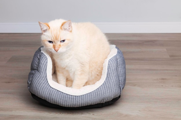 Chat beige grincheux dans un panier textile gris et blanc sur un sol en bois à la maison Concept de soins pour animaux de compagnie