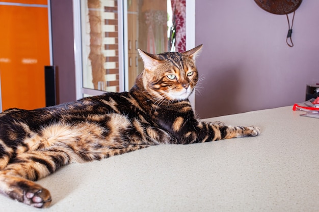 Un chat beige léopard marron se trouve sur une table beige bar