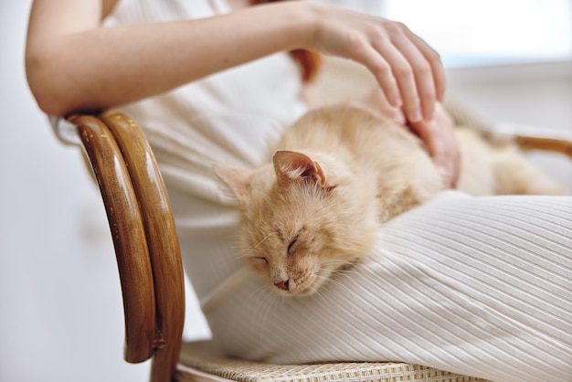 Chat beige avec les yeux fermés sur les jambes d'une femme