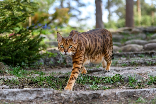 Chat Bengal adulte sur fond de nature en plein air en été.