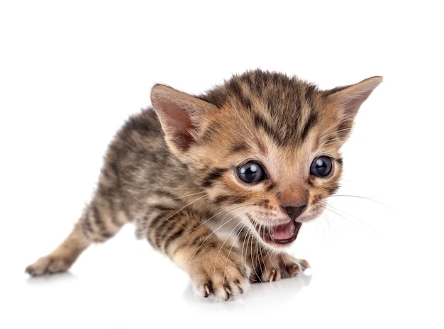 Chat Bengal devant fond blanc