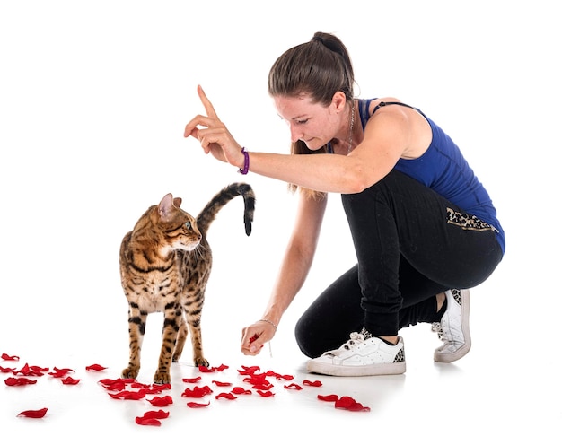 Chat Bengal devant fond blanc