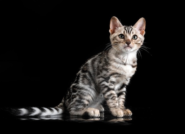 chat bengal devant fond noir