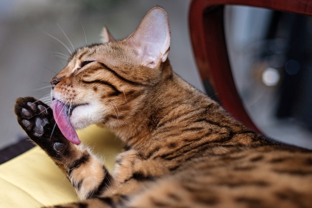 Chat Bengal se léchant