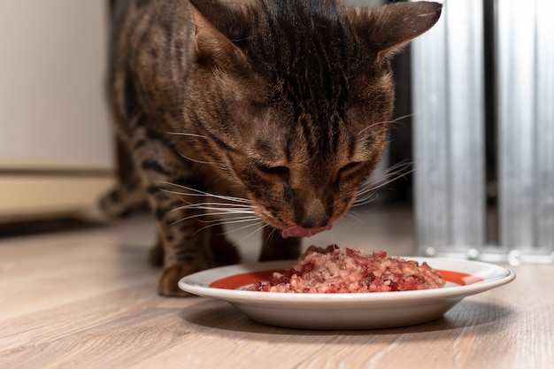 Le chat Bengal se tient près d'un bol de viande hachée et le mange. L'animal domestique mange de la viande finement hachée.