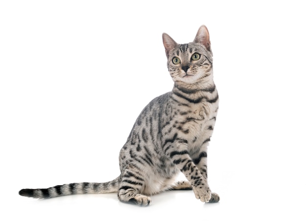 Chat Bengal