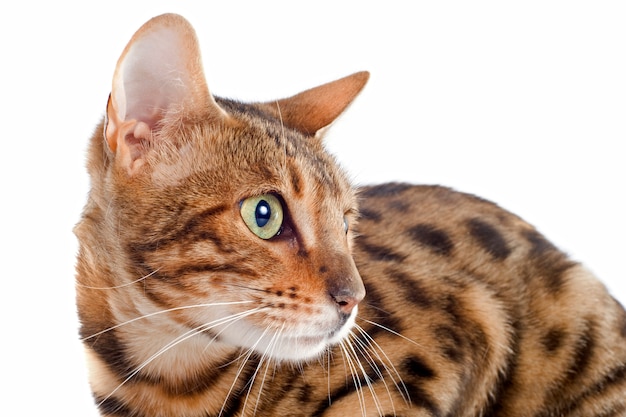 Chat Bengal