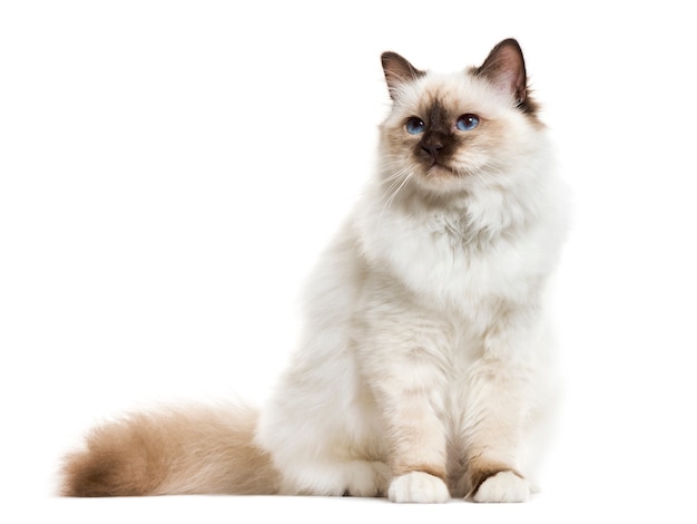 Chat birman assis, isolé sur blanc